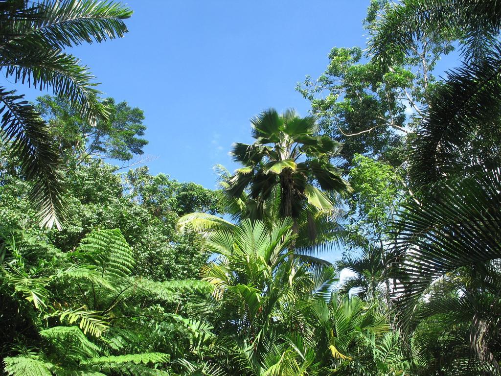Daintree Rainforest Retreat Motel Luaran gambar