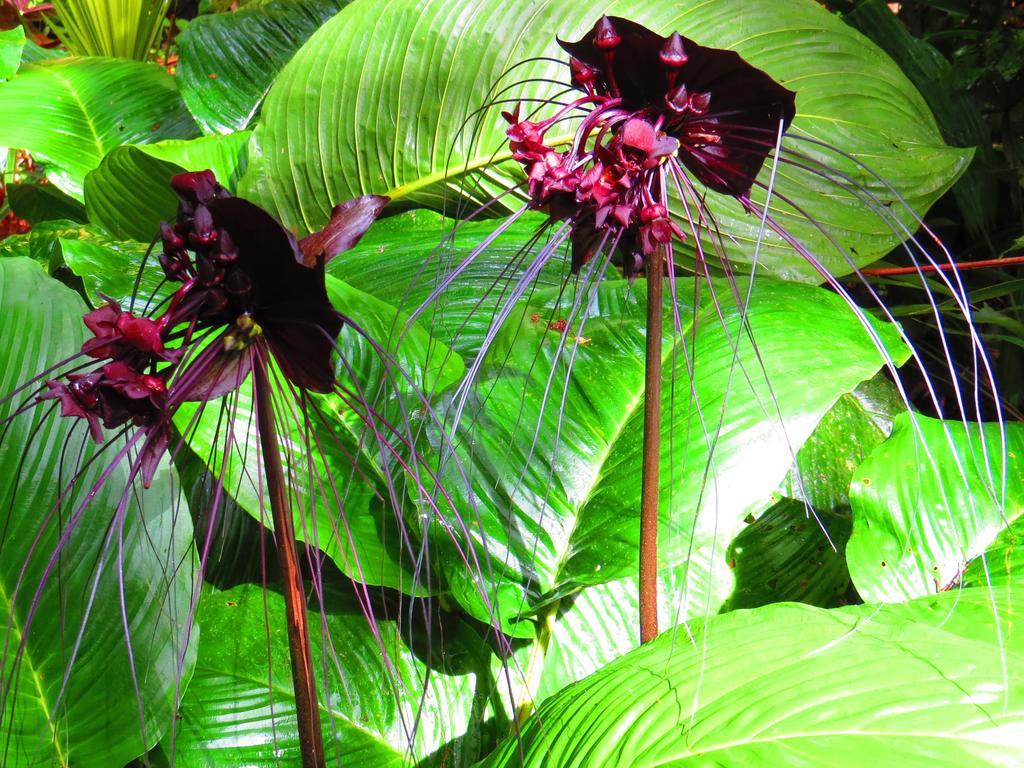 Daintree Rainforest Retreat Motel Luaran gambar