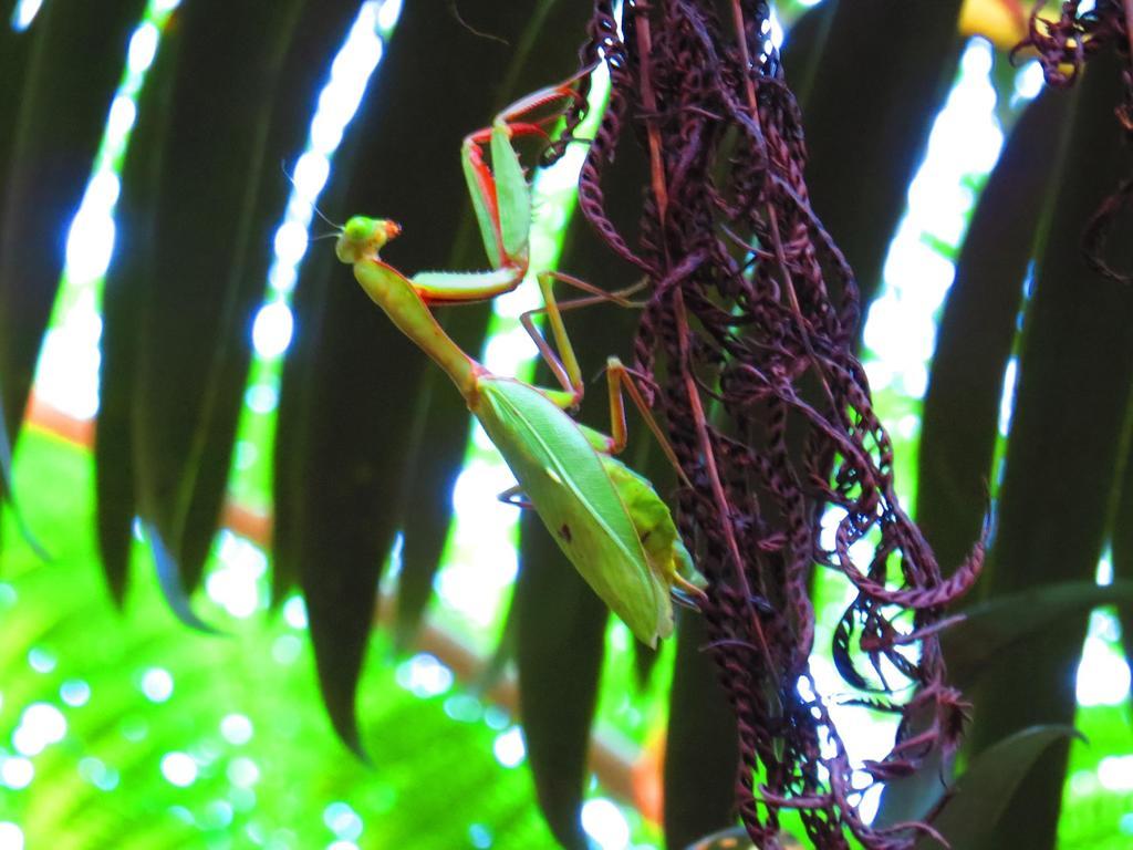 Daintree Rainforest Retreat Motel Luaran gambar